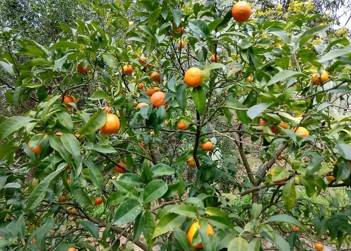 Elbadamare - Casa Pergola
