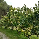Elbadamare - Casa Pergola *